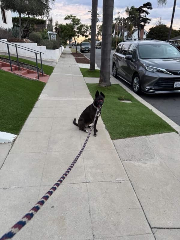 A picture of a black dog named Bowie sitting, taken on September 17 2025 at 6:27 am